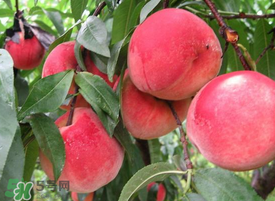 毛桃怎么清洗？毛桃怎么洗干凈？