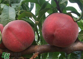 毛桃怎么清洗？毛桃怎么洗干凈？