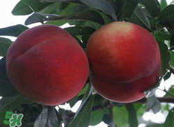 毛桃的皮能吃嗎？毛桃皮可以吃嗎？