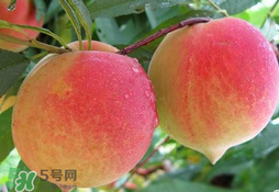 毛桃的皮能吃嗎？毛桃皮可以吃嗎？