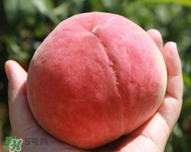 毛桃不能和什么一起吃？毛桃和什么相克？