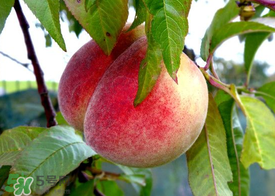 毛桃和西瓜能一起吃嗎？毛桃和西瓜能同時(shí)吃嗎？