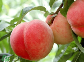 毛桃和西瓜能一起吃嗎？毛桃和西瓜能同時(shí)吃嗎？