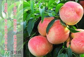 毛桃和西瓜能一起吃嗎？毛桃和西瓜能同時(shí)吃嗎？