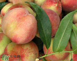 吃毛桃會(huì)過敏嗎？吃毛桃過敏怎么辦？