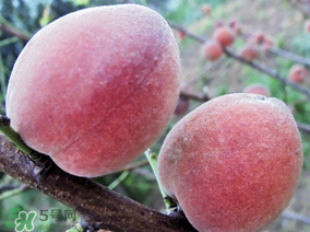 吃毛桃會(huì)過敏嗎？吃毛桃過敏怎么辦？