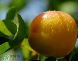 杏和雞蛋能一起吃嗎？杏子和雞蛋能一起吃嗎？