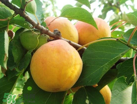 杏的熱量高嗎？一個杏的熱量是多少？