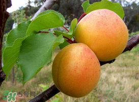 杏的熱量高嗎？一個杏的熱量是多少？