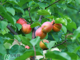 杏多少錢一斤？杏子多少錢一斤2017？