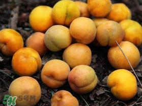 杏多少錢一斤？杏子多少錢一斤2017？