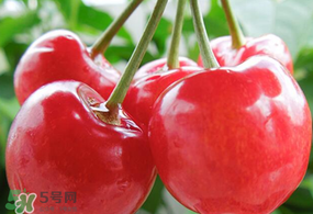 杏和櫻桃能一起吃嗎?杏能和櫻桃一起吃嗎？