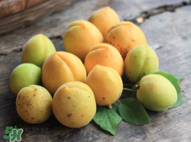 杏吃多了會怎么樣？杏吃多了會不會上火?