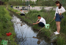 釣龍蝦用什么肉？釣龍蝦用什么肉是最厲害的？