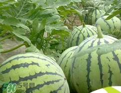 西瓜子是白色的能吃嗎？西瓜籽是白色的能不能吃