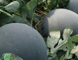 西瓜子是白色的能吃嗎？西瓜籽是白色的能不能吃