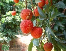 荔枝和龍眼哪個更上火？荔枝和龍眼味道差不多