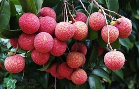 荔枝有酸的嗎？荔枝酸是壞了嗎？