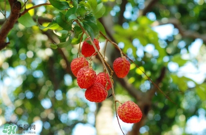 荔枝有酸的嗎？荔枝酸是壞了嗎？
