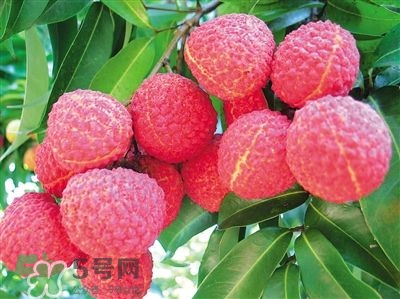 荔枝是幾月份的水果？荔枝是上火的嗎？