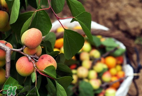 杏怎么催熟？杏怎么放熟的快？