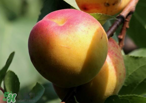 杏子可以放冰箱嗎？杏子可以冷藏嗎？