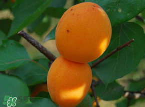 杏子可以放冰箱嗎？杏子可以冷藏嗎？