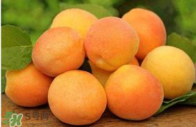 杏子怎么保存？長(zhǎng)杏子怎么保存時(shí)間長(zhǎng)？