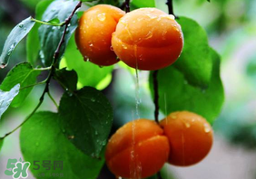 杏子怎么保存？長(zhǎng)杏子怎么保存時(shí)間長(zhǎng)？