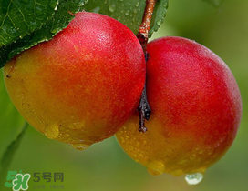 新鮮杏子怎么吃？新鮮杏子孕婦能吃嗎？