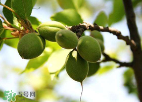 青杏怎么腌制？腌制青杏用糖比例