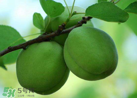 青杏怎么腌制？腌制青杏用糖比例