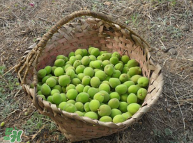 青杏怎么吃？青杏怎么做好吃？