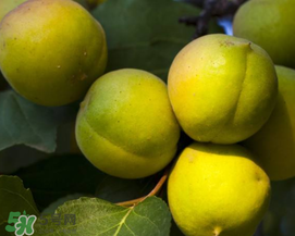 青杏怎么吃？青杏怎么做好吃？