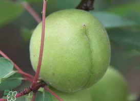 孕婦可以吃青杏嗎？青杏孕婦能吃嗎？