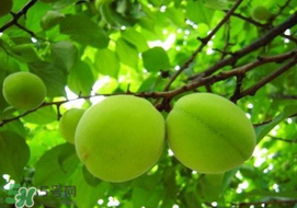 孕婦可以吃青杏嗎？青杏孕婦能吃嗎？