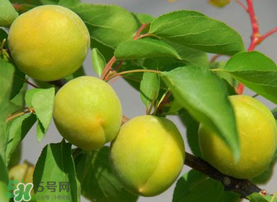 孕婦可以吃青杏嗎？青杏孕婦能吃嗎？