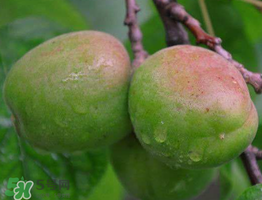 青杏怎么催熟？青杏怎么變黃？