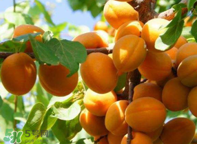 黃杏孕婦可以吃嗎？孕婦可以吃黃杏嗎？