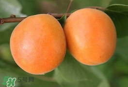 杏為什么不能多吃？杏為什么傷人?