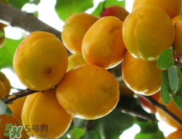 杏為什么不能多吃？杏為什么傷人?