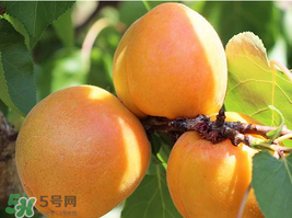 杏為什么不能多吃？杏為什么傷人?