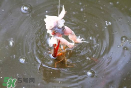 釣小龍蝦用什么餌？釣小龍蝦用什么誘餌最好？