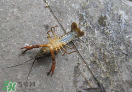 釣小龍蝦用什么餌？釣小龍蝦用什么誘餌最好？