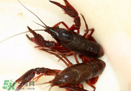 釣小龍蝦用什么餌？釣小龍蝦用什么誘餌最好？