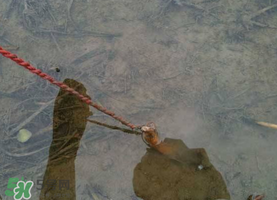 釣黃鱔用什么餌料？用什么釣黃鱔最好？