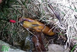 釣黃鱔用什么餌料？用什么釣黃鱔最好？