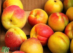 杏和蘋(píng)果可以一起吃嗎？杏子和蘋(píng)果可以一起吃嗎？