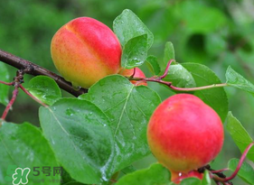 杏子可以空腹吃嗎？空腹能吃杏子嗎？