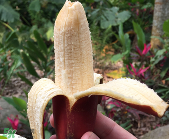 紅香蕉好吃嗎？紅香蕉味道怎么樣？